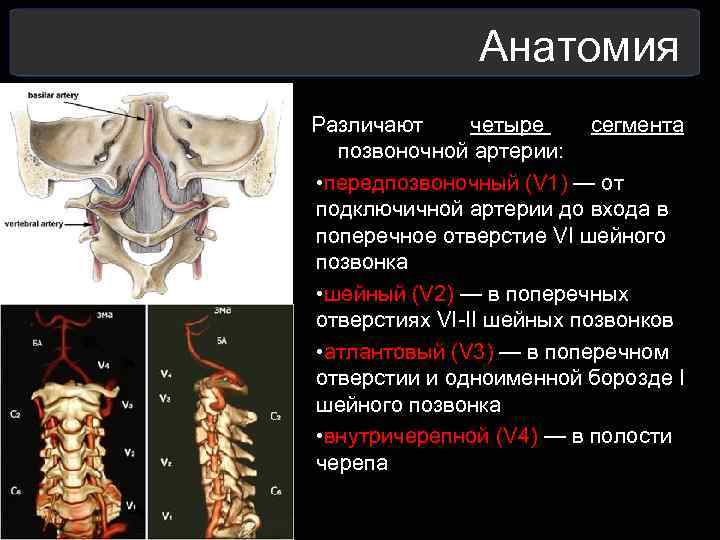  Анатомия Различают четыре сегмента позвоночной артерии: • передпозвоночный (V 1) — от подключичной