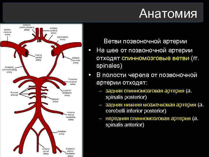  Анатомия Ветви позвоночной артерии • На шее от позвоночной артерии отходят спинномозговые ветви