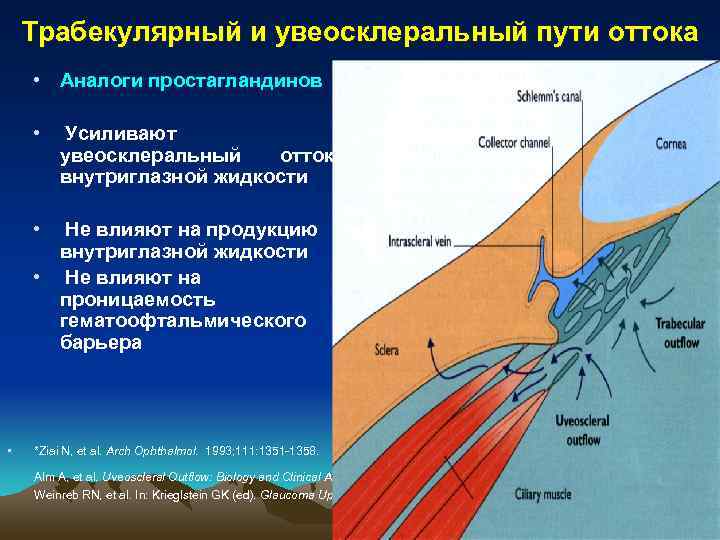 Схема оттока внутриглазной жидкости