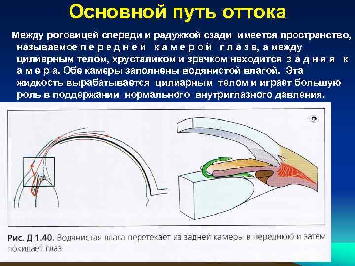   Основной путь оттока  Между роговицей спереди и радужкой сзади имеется пространство,