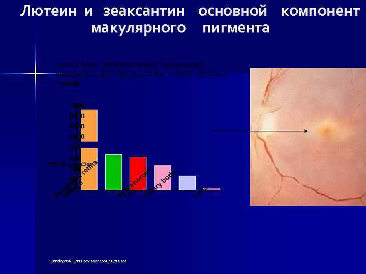 Лютеин и зеаксантин основной компонент макулярного пигмента macula lutea - желтое пятно с наивысшей