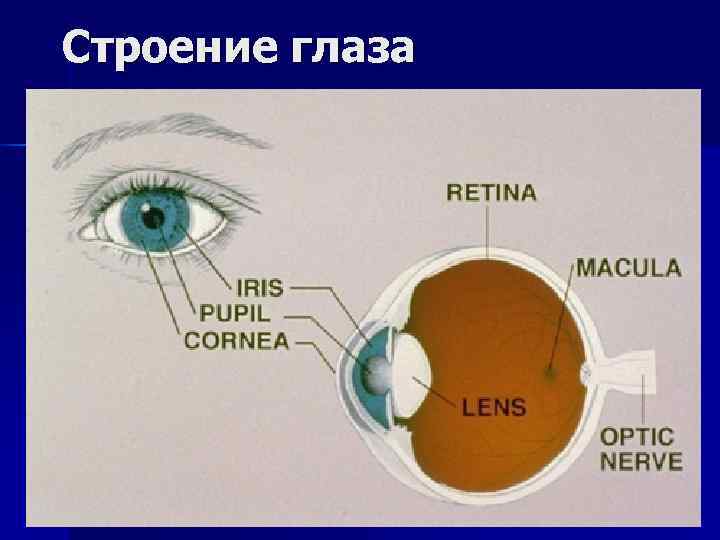 Строение глаза 