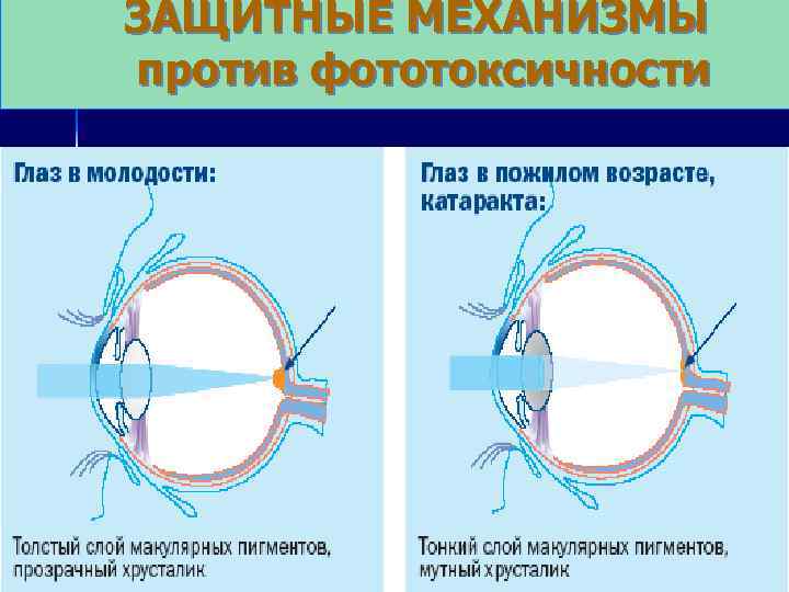 ЗАЩИТНЫЕ МЕХАНИЗМЫ против фототоксичности 