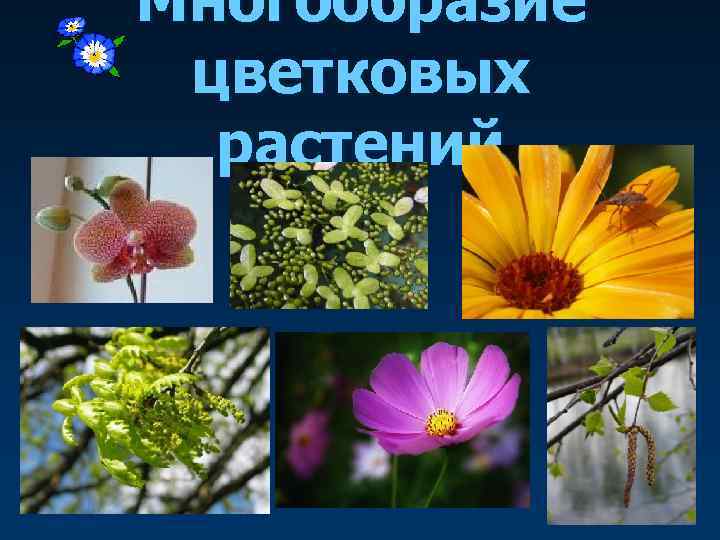 Многообразие цветковых  растений 