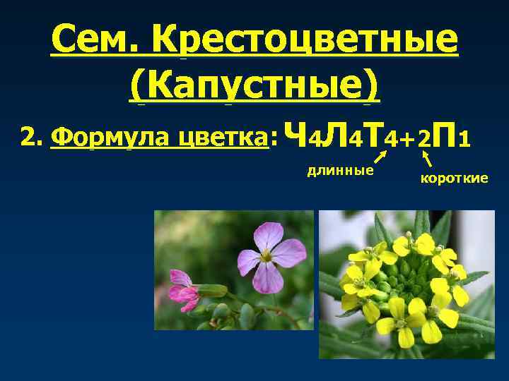  Сем. Крестоцветные (Капустные) 2. Формула цветка: Ч 4 Л 4 Т 4+2 П