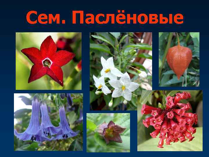 Сем. Паслёновые 