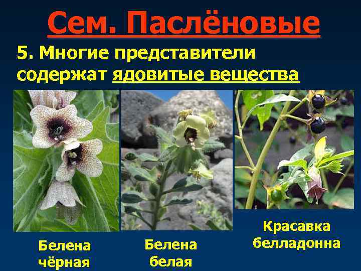   Сем. Паслёновые 5. Многие представители содержат ядовитые вещества    