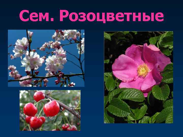 Сем. Розоцветные 