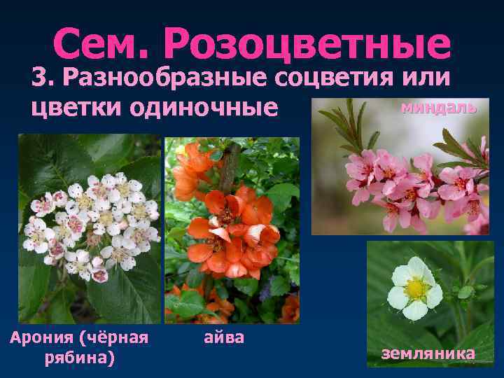   Сем. Розоцветные  3. Разнообразные соцветия или  цветки одиночные  