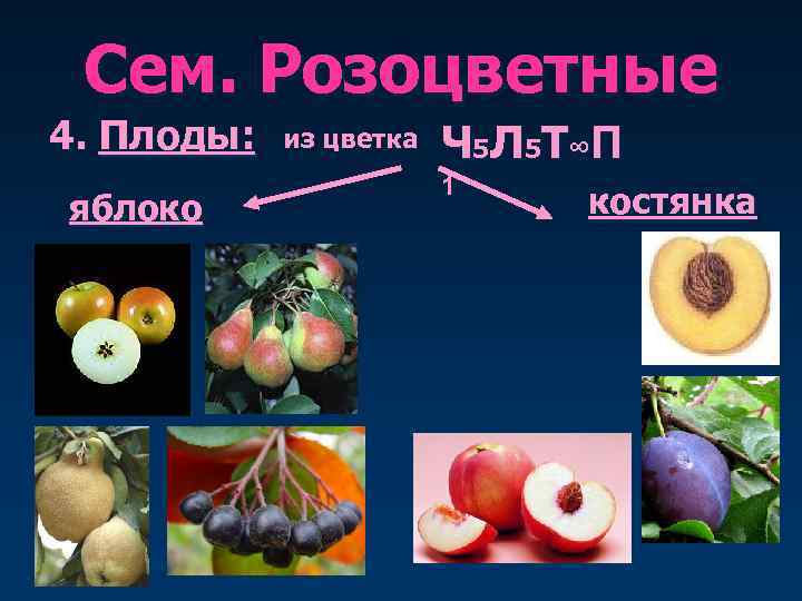  Сем. Розоцветные 4. Плоды:  из цветка  Ч 5 Л 5 Т∞