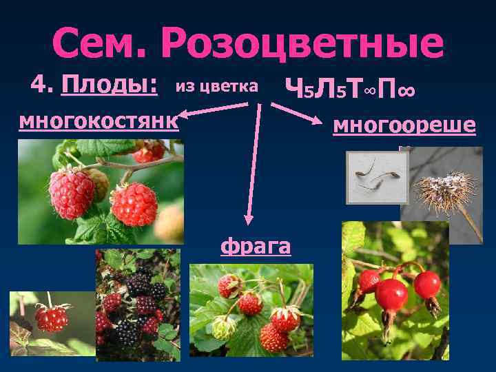  Сем. Розоцветные 4. Плоды:  из цветка  Ч 5 Л 5 Т∞
