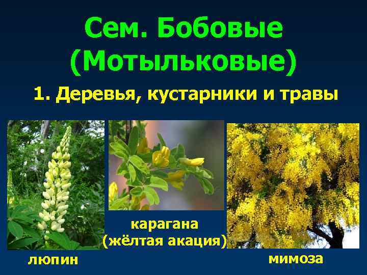  Сем. Бобовые (Мотыльковые) 1. Деревья, кустарники и травы    карагана 