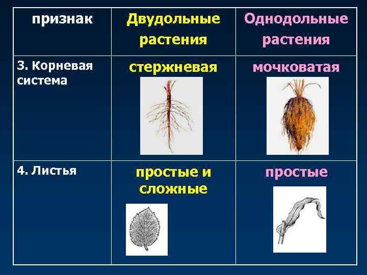  признак Двудольные  Однодольные    растения 3. Корневая  стержневая 