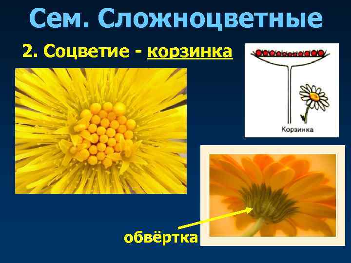 Сем. Сложноцветные 2. Соцветие - корзинка    обвёртка 