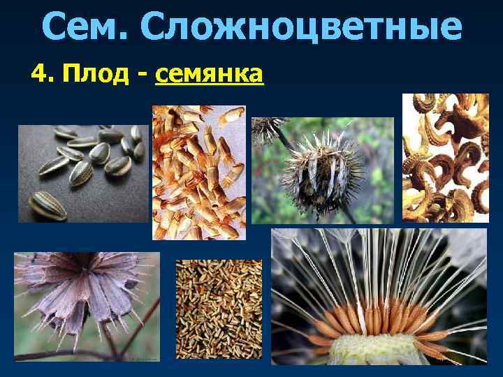 Сем. Сложноцветные 4. Плод - семянка 