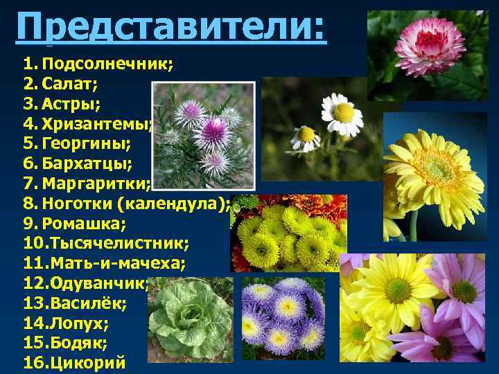 Представители: 1. Подсолнечник; 2. Салат; 3. Астры; 4. Хризантемы; 5. Георгины; 6. Бархатцы; 7.