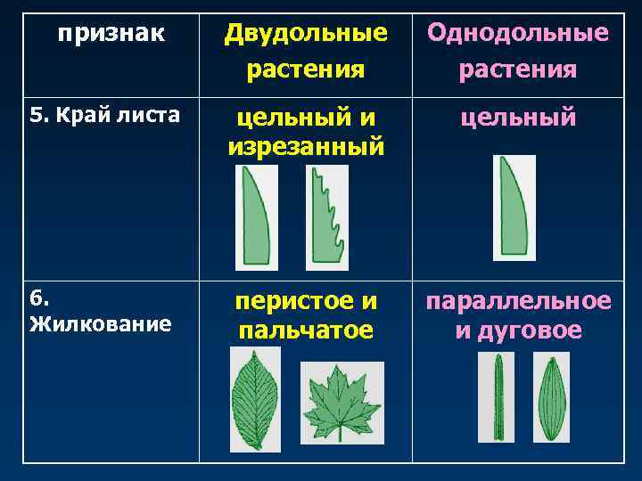  признак  Двудольные  Однодольные   растения 5. Край листа  цельный
