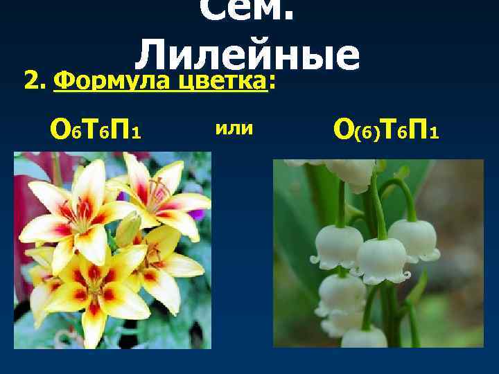   Сем.   Лилейные 2. Формула цветка:  О 6 Т 6