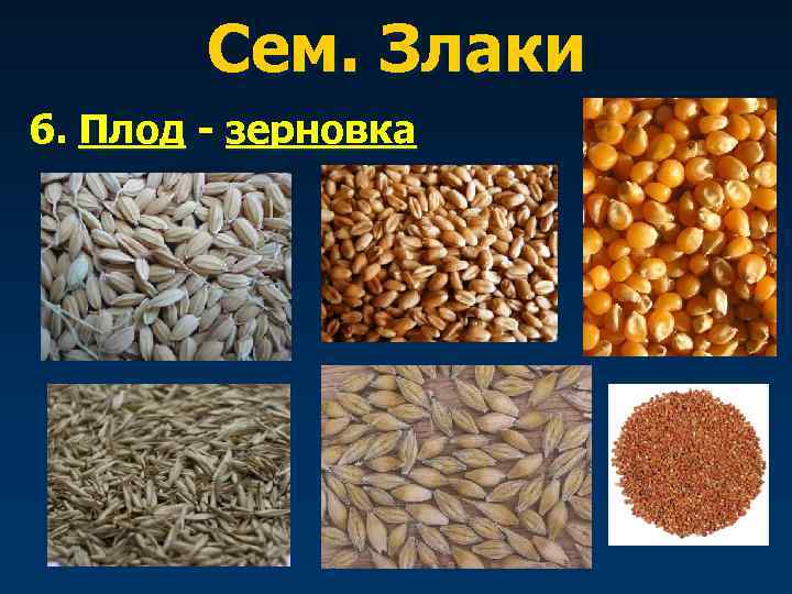   Сем. Злаки 6. Плод - зерновка 