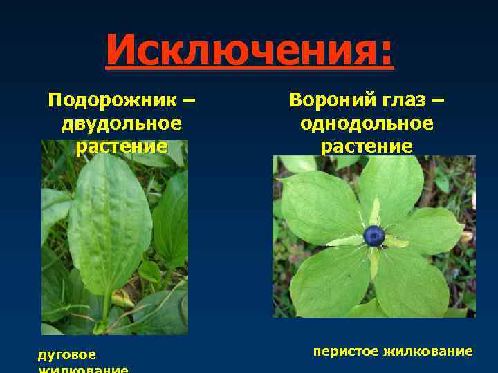    Исключения:  Подорожник –  Вороний глаз –  двудольное однодольное