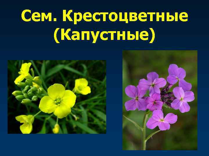 Сем. Крестоцветные  (Капустные) 