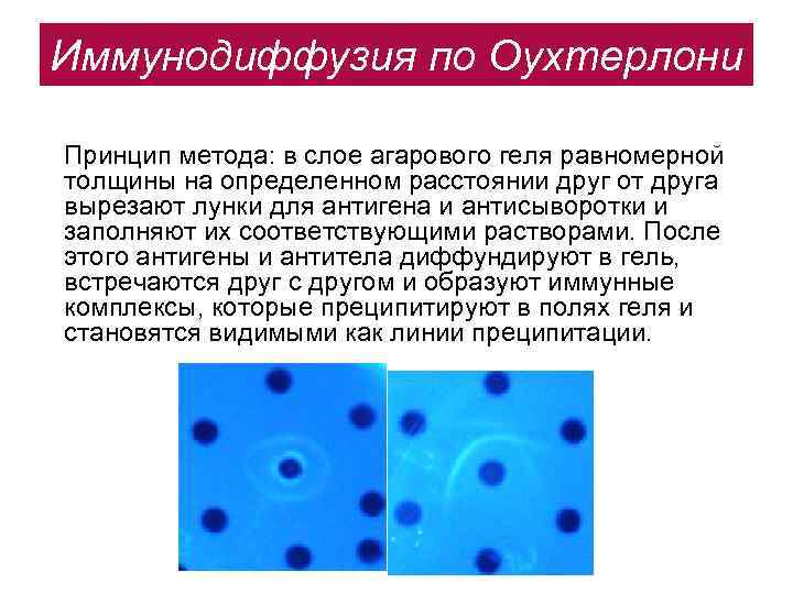 Иммунодиффузия по Оухтерлони Принцип метода: в слое агарового геля равномерной толщины на определенном расстоянии