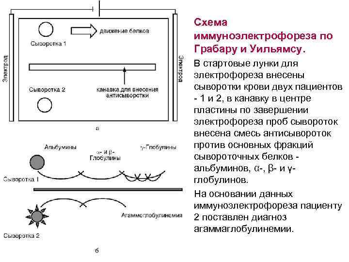 Схема иммуноэлектрофореза по Грабару и Уильямсу. В стартовые лунки для электрофореза внесены сыворотки крови