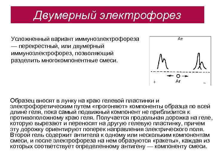 Направление на электрофорез образец