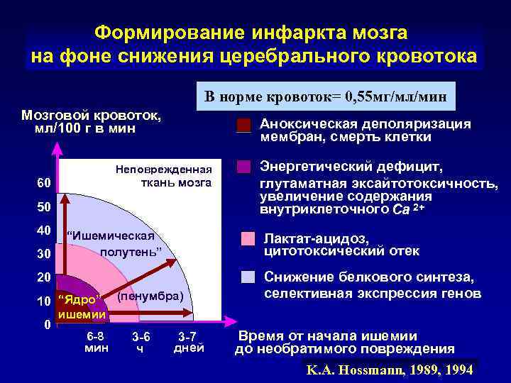   Доктрина Монро-Келли   мозг   +  кровь  