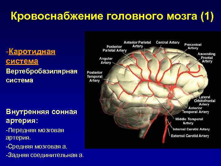 Кровоснабжение головного мозга презентация