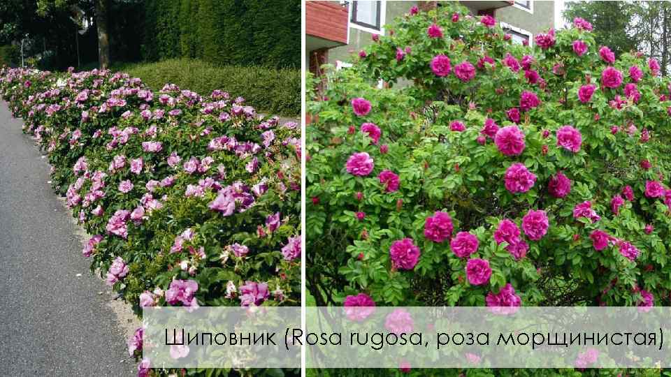 Шиповник (Rosa rugosa, роза морщинистая) 