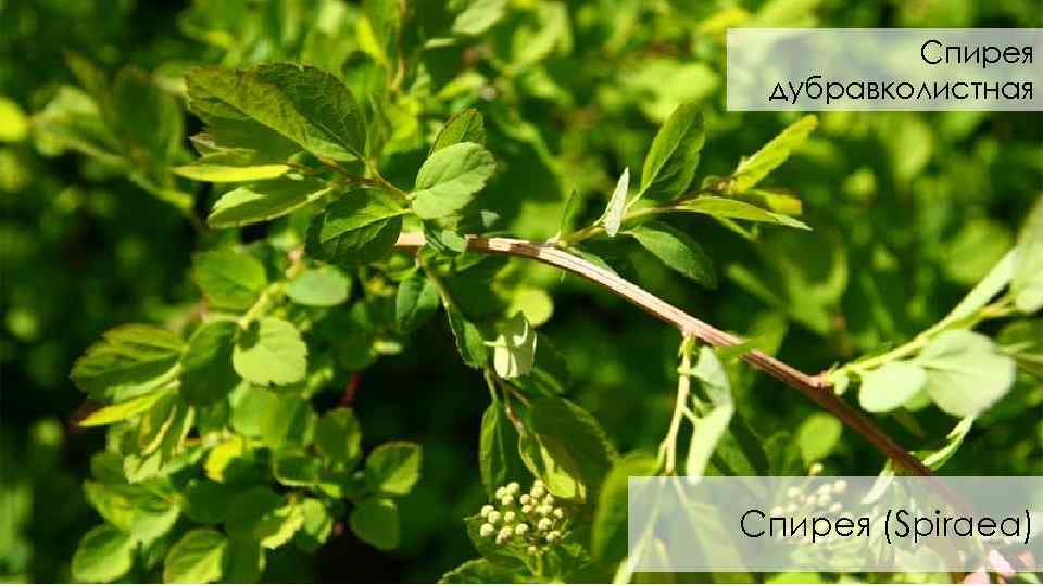  Спирея дубравколистная Спирея (Spiraea) 