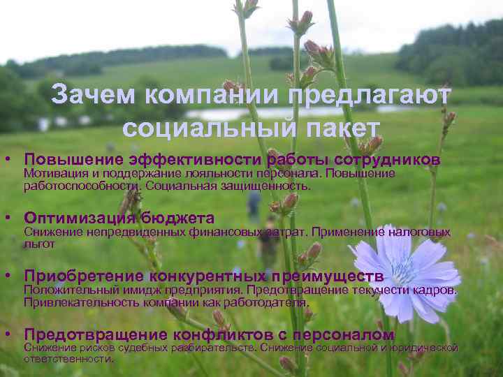  Зачем компании предлагают   социальный пакет • Повышение эффективности работы сотрудников Мотивация