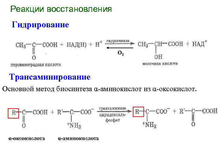  Реакции восстановления Гидрирование О 2 Трансаминирование Основной метод биосинтеза α-аминокислот из α-оксокислота α-аминокислота