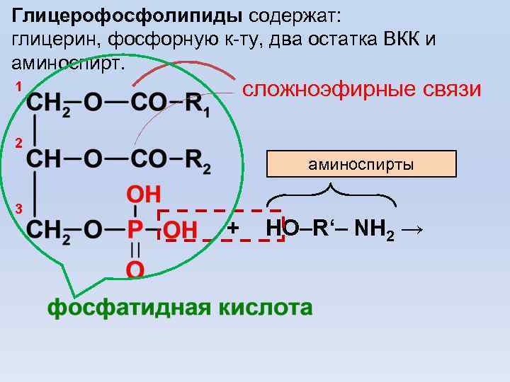 Глицерофосфолипиды содержат: глицерин, фосфорную к-ту, два остатка ВКК и аминоспирт. 1 сложноэфирные связи 2