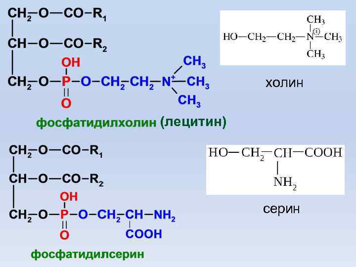 холин (лецитин) серин 