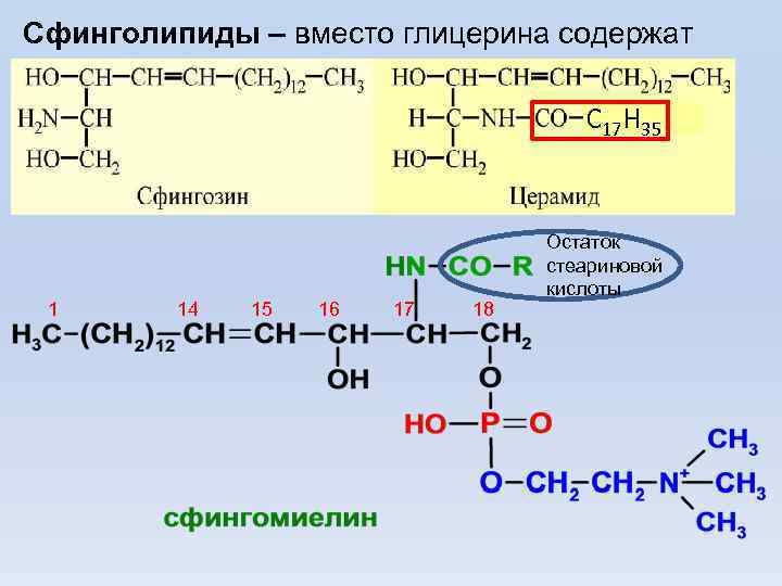 Сфинголипиды – вместо глицерина содержат С 17 Н 35 Остаток стеариновой кислоты 1 14