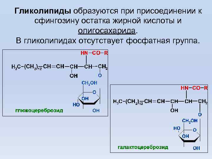 Гликолипиды образуются присоединении к сфингозину остатка жирной кислоты и олигосахарида. В гликолипидах отсутствует фосфатная