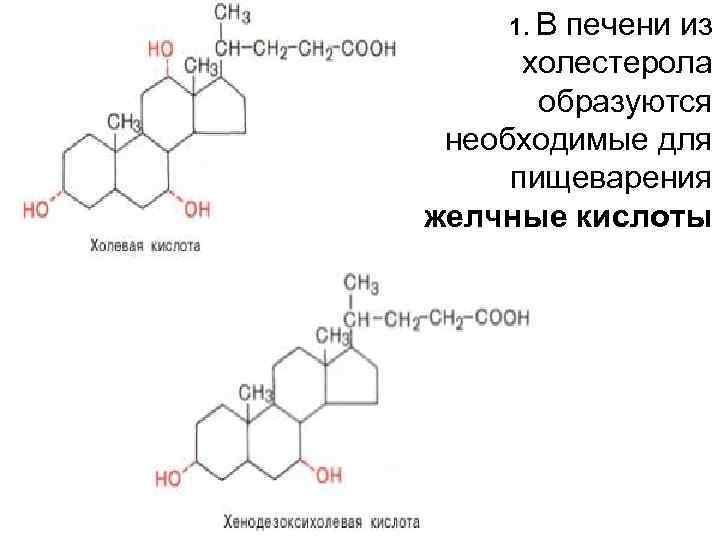  1. Впечени из холестерола образуются необходимые для пищеварения желчные кислоты 