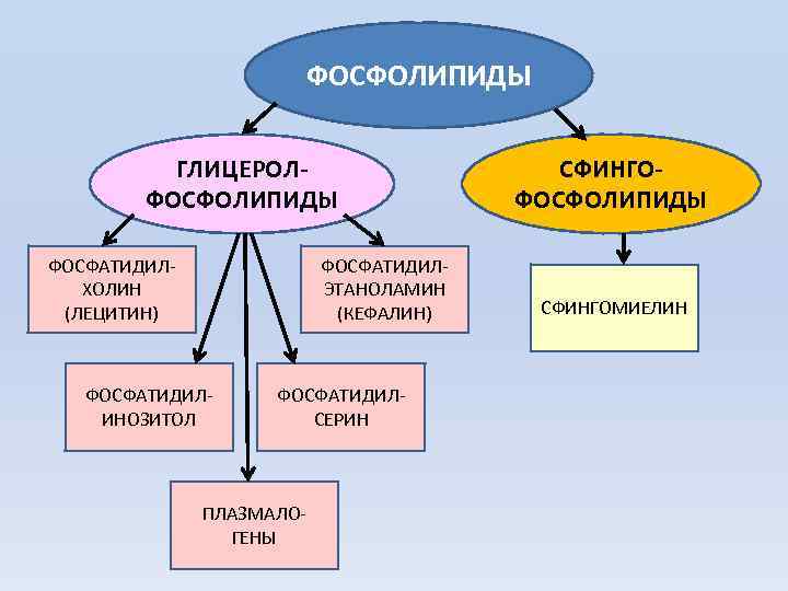  ФОСФОЛИПИДЫ ГЛИЦЕРОЛ- СФИНГО- ФОСФОЛИПИДЫ ФОСФАТИДИЛ- ФОСФАТИДИЛ- ХОЛИН ЭТАНОЛАМИН (ЛЕЦИТИН) (КЕФАЛИН) СФИНГОМИЕЛИН ФОСФАТИДИЛ- ИНОЗИТОЛ