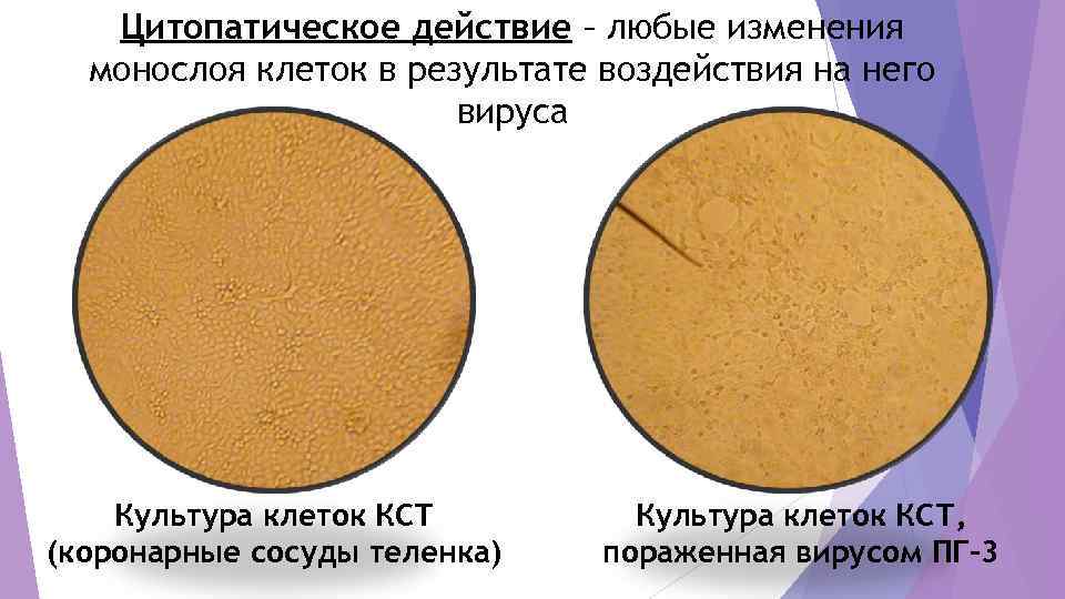   Цитопатическое действие – любые изменения  монослоя клеток в результате воздействия на