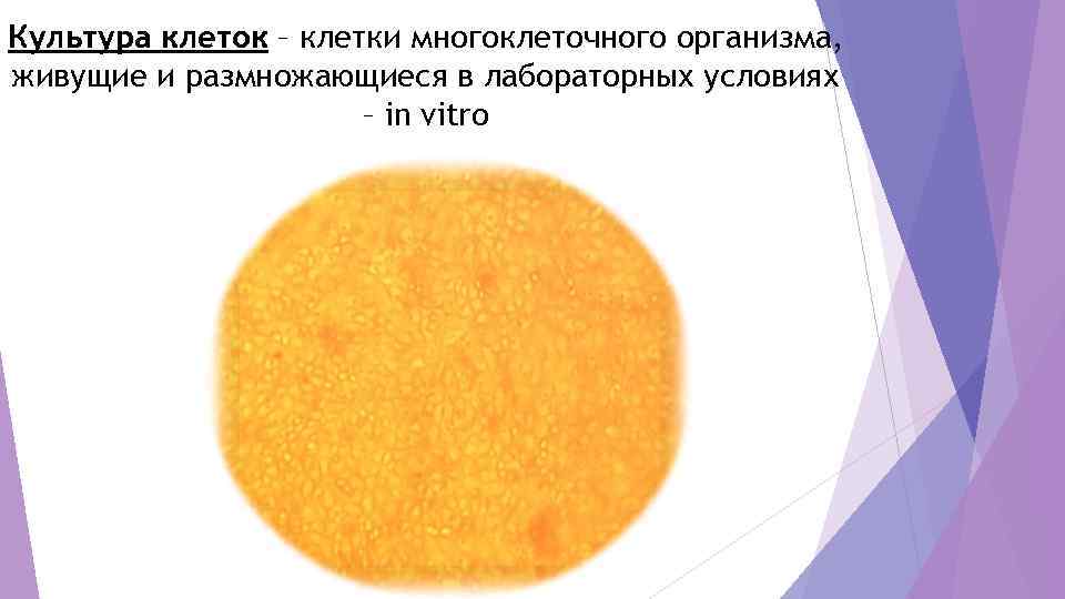 Культура клеток – клетки многоклеточного организма, живущие и размножающиеся в лабораторных условиях  