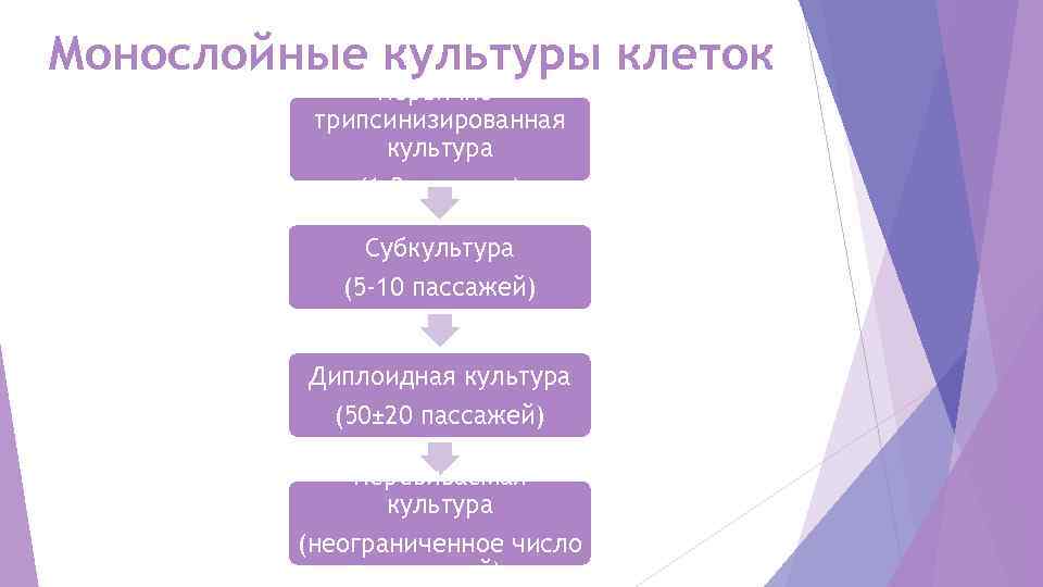 Монослойные культуры клеток    Первично-  трипсинизированная   культура  
