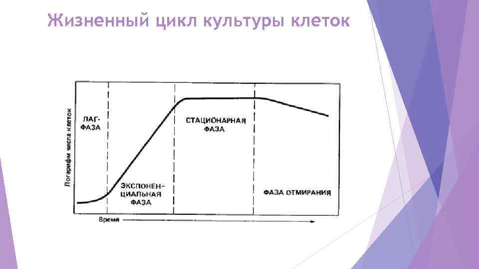 Культура цикл. Жизненный цикл культуры клеток. Жизненный цикл однослойной стационарной культуры клеток. Стадии жизненного цикла культуры клеток. Стадии роста клеточной культуры.