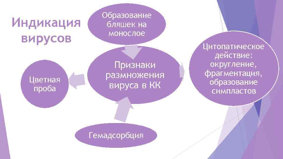    Образование Индикация бляшек на    монослое вирусов  
