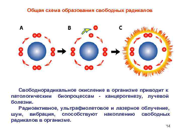  Общая схема образования свободных радикалов Свободнорадикальное окисление в организме приводит к патологическим биопроцессам