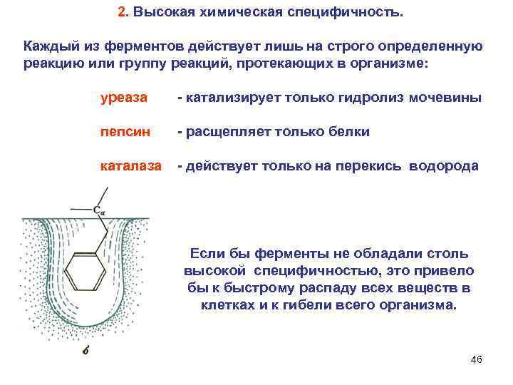  2. Высокая химическая специфичность. Каждый из ферментов действует лишь на строго определенную реакцию