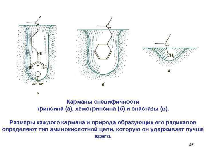  Карманы специфичности трипсина (а), хемотрипсина (б) и эластазы (в). Размеры каждого кармана и