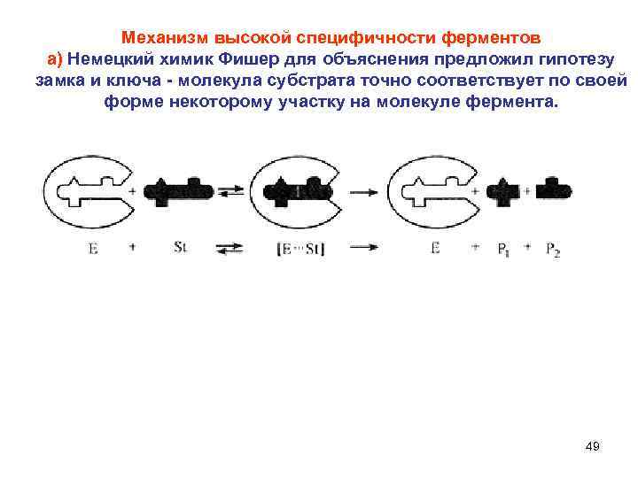  Механизм высокой специфичности ферментов а) Немецкий химик Фишер для объяснения предложил гипотезу замка