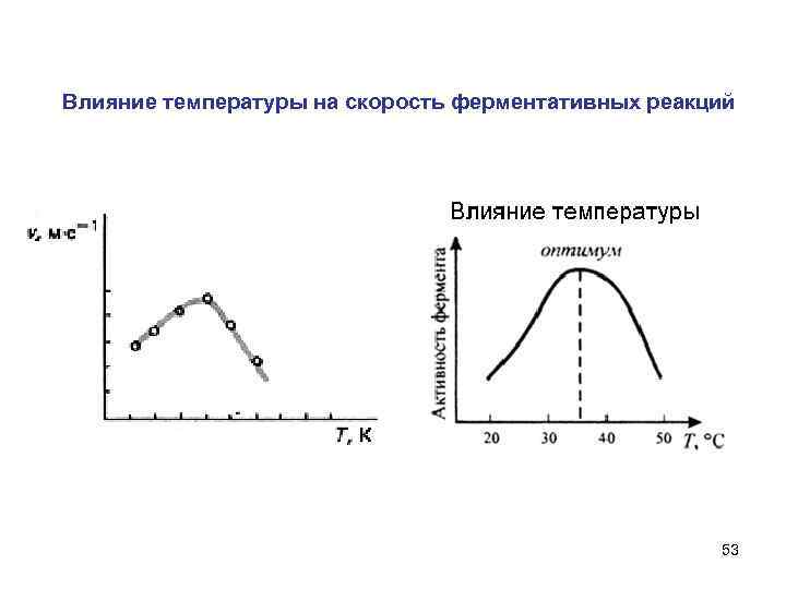 Влияние температуры на скорость ферментативных реакций 53 